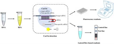 CRISPR-Cas13a-based detection method for avian influenza virus